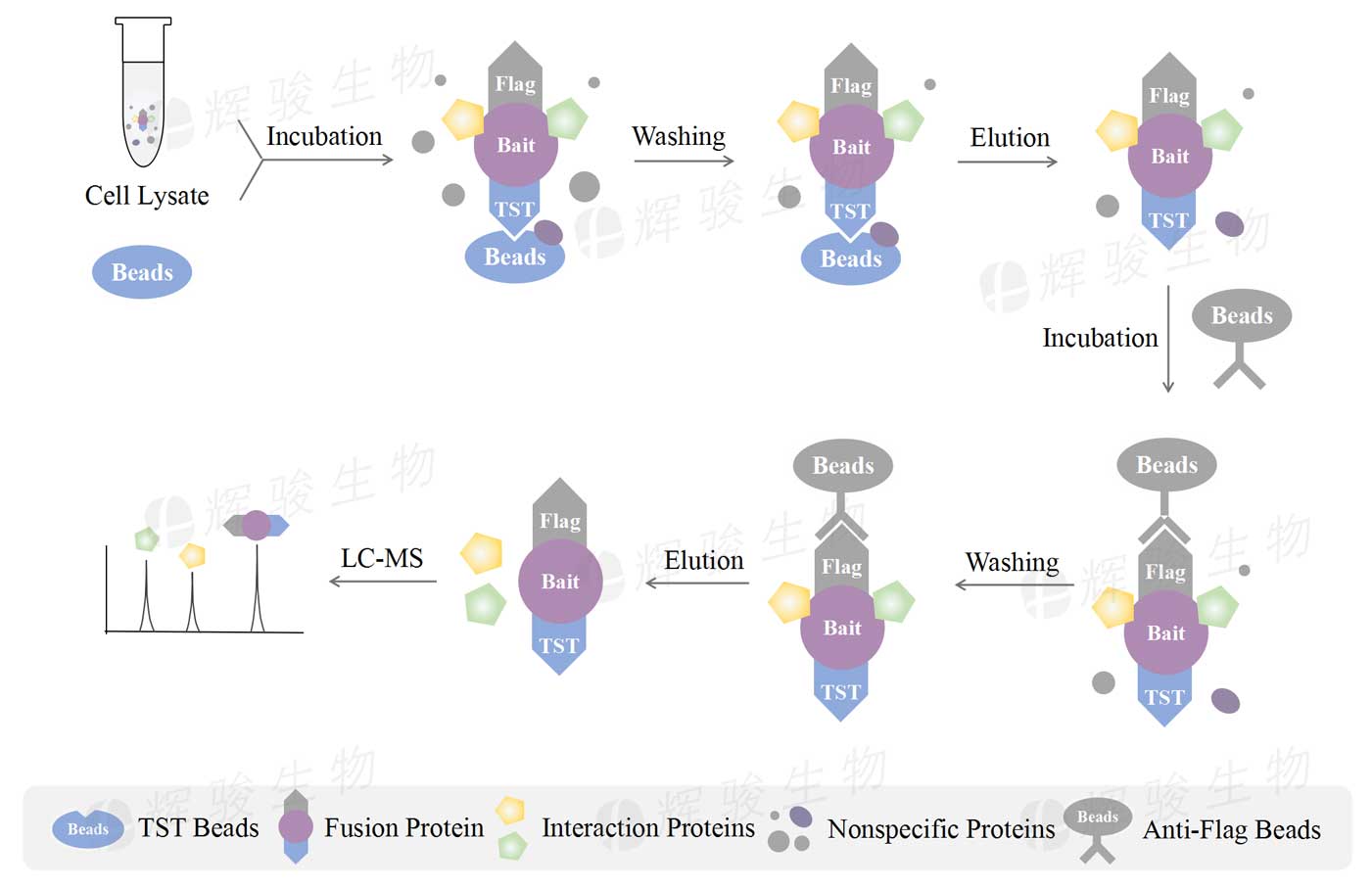 代做串聯(lián)親和純化-質(zhì)譜，tap ms實(shí)驗(yàn).jpg