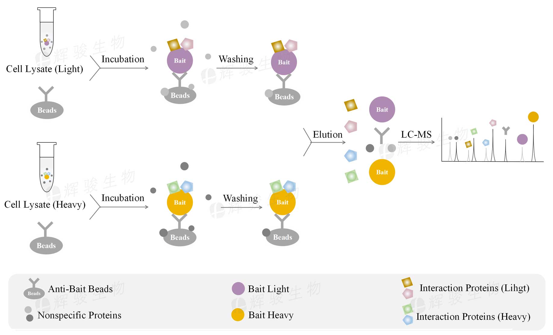 SILAC-IP外包實驗，silac ip技術服務，silac ip檢測實驗.jpg