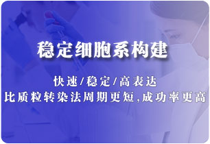 基因表達穩(wěn)轉(zhuǎn)株構(gòu)建（慢病毒）