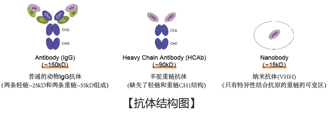 抗體結(jié)構(gòu)圖