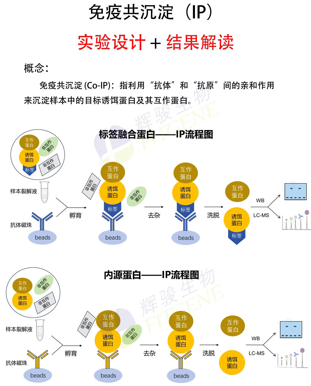 輝駿生物IP實(shí)驗(yàn)流程圖-IP實(shí)驗(yàn)外包價(jià)格低-文章多
