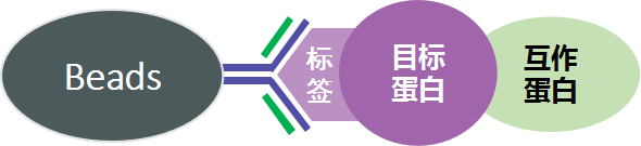 標(biāo)簽蛋白Co-IP實(shí)驗(yàn)原理圖-輝駿生物納米抗體磁珠高效完成coip實(shí)驗(yàn)